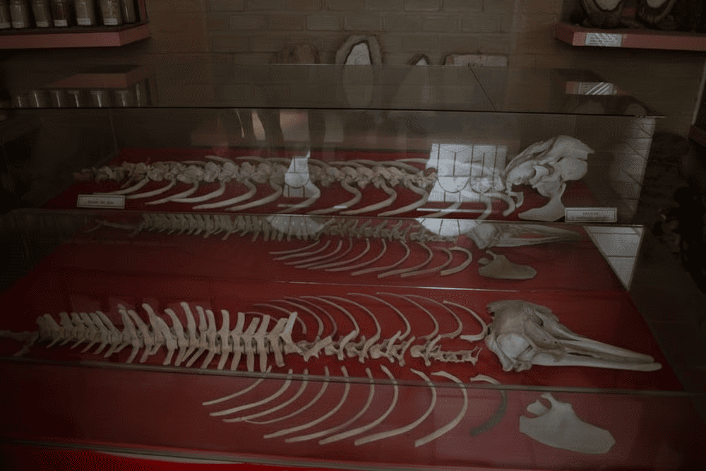The museum showcases a preserved skeleton of a dugong, highlighting Phu Quoc's rich marine biodiversity